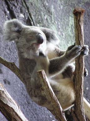 Koala Bear on Hamilton Island