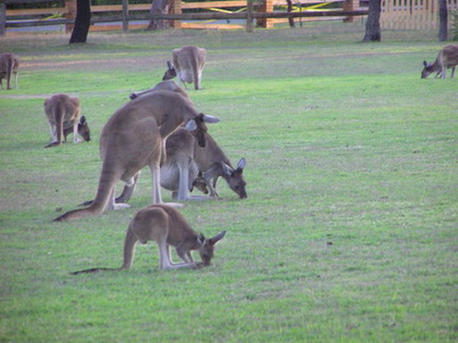 Kangaroos on the golf course